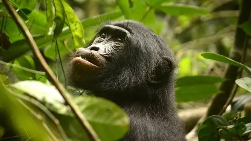 La fabuleuse histoire de l'évolution E01 Afrique, le rift albertin