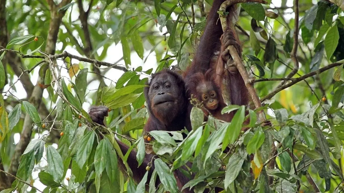 La fabuleuse histoire de l'évolution E02 Bornéo