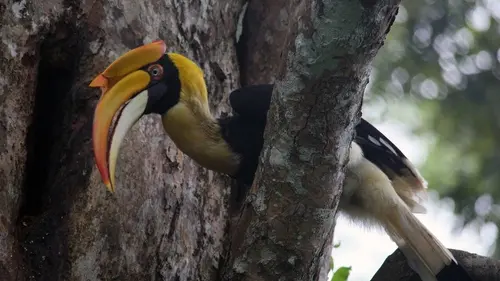 La fabuleuse histoire de l'évolution E03 Inde, les Ghats occidentaux