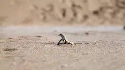 La fabuleuse histoire de l'évolution