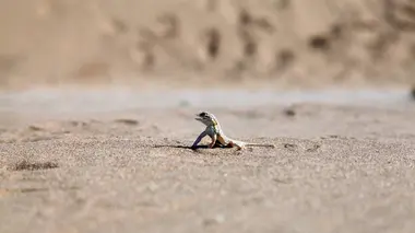 Le désert de Namibie