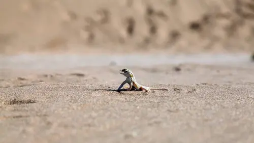 La fabuleuse histoire de l'évolution