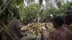 La face cachée du cacao