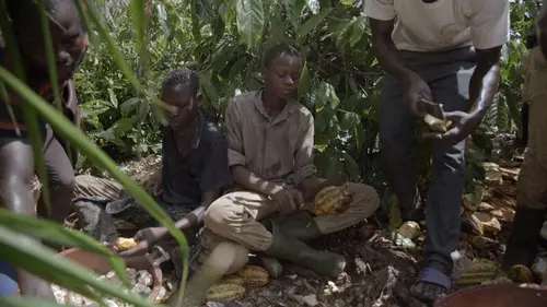 La face cachée du cacao