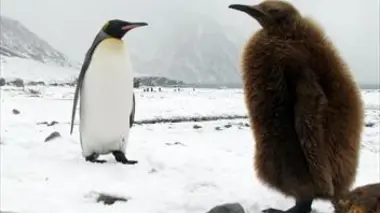 La face sauvage de la planète