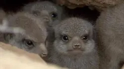 Visuel de La face sauvage de la planète