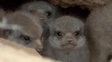 La face sauvage de la planète