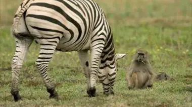 La face sauvage de la planète