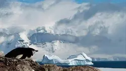 Visuel de La face sauvage de la planète