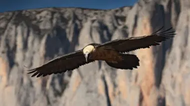 La face sauvage des Pyrénées E02 La saison des lumières