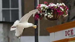 Visuel de La faim justifie les moyens