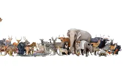 La famille éléphant et moi S01E01 Première rencontre