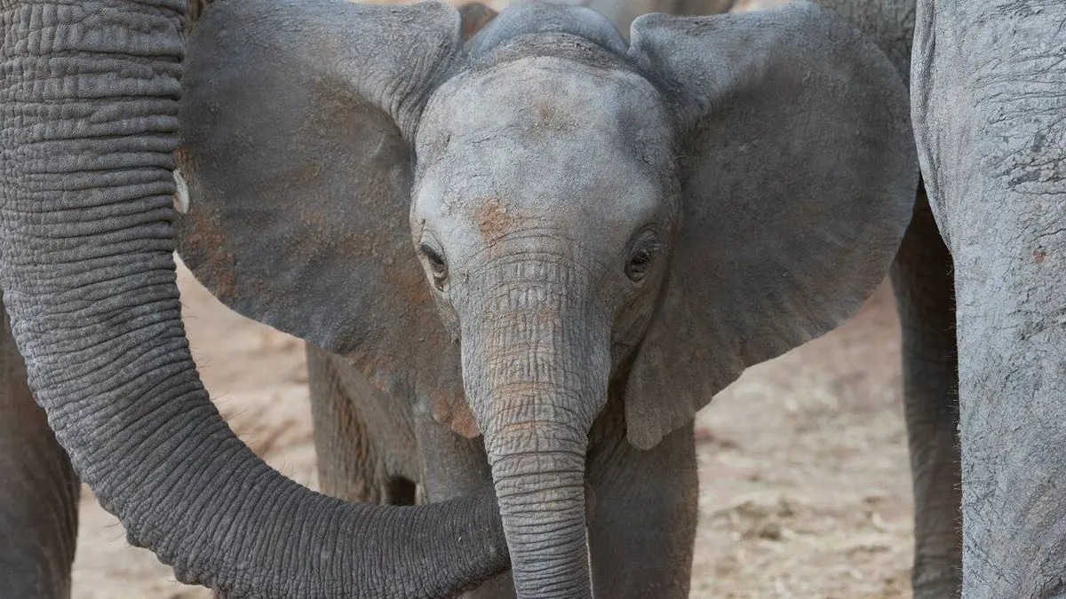 Casting La famille éléphant et moi