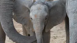 La famille éléphant et moi