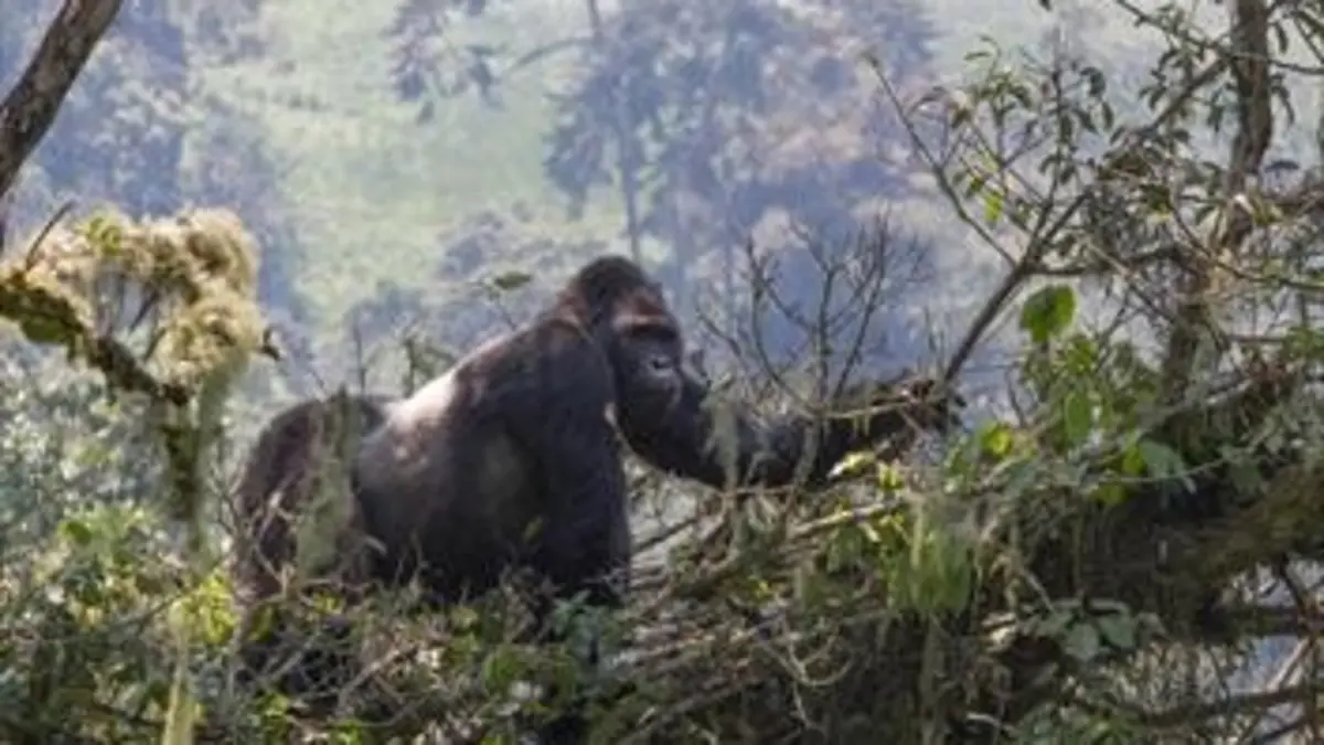 La famille gorille et moi E01 Rencontre avec Chimanuka