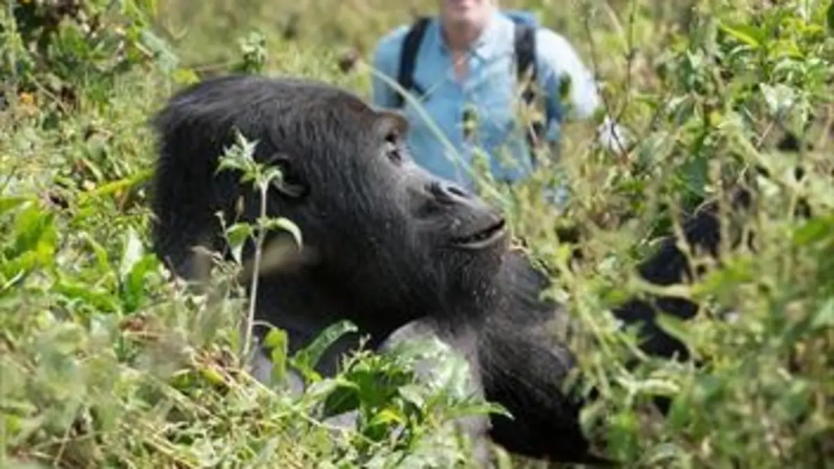 La famille gorille et moi