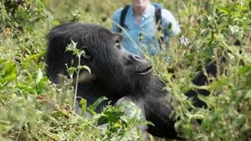 Épisodes de La famille gorille et moi