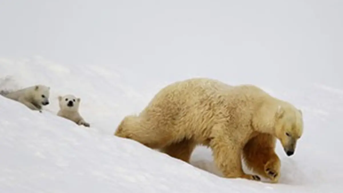 La famille ours polaire et moi E01 Premiers pas sur la banquise