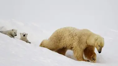 Premiers pas sur la banquise