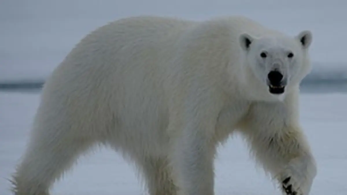 La famille ours polaire et moi E02 Bains de mer en Arctique