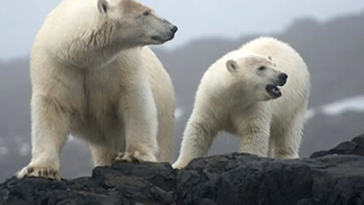 Casting La famille ours polaire et moi