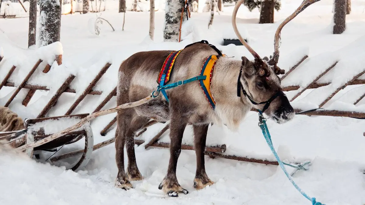 La famille renne et moi