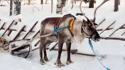 La famille renne et moi