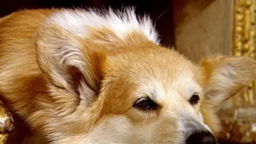 La famille royale anglaise et ses animaux