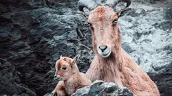 La faune des rocheuses S01E01 Les lois de la nature