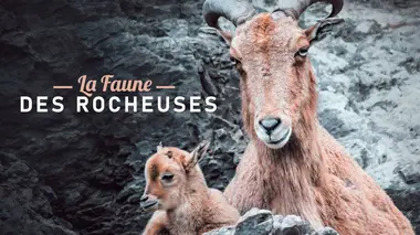 La vie en communauté : une question de survie