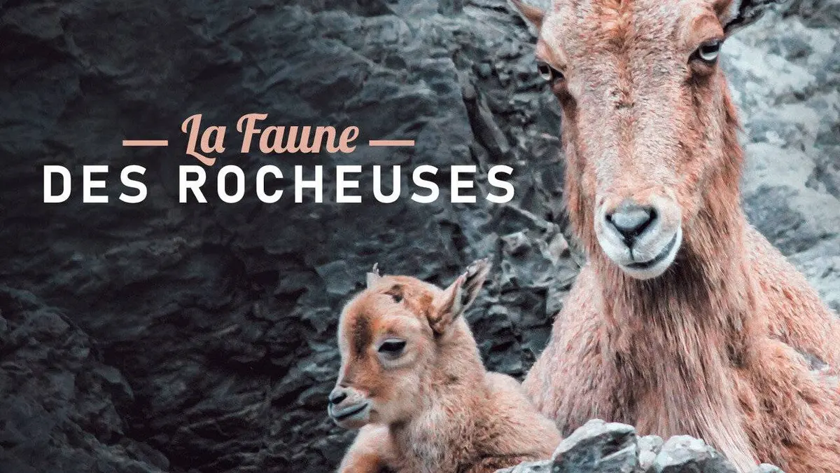 La faune des rocheuses S01E01 Les lois de la nature