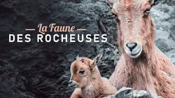 La faune des rocheuses S01E01 Les lois de la nature