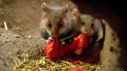 La faune sauvage à l'âge tendre