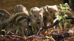 La faune sauvage à l'âge tendre