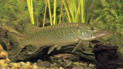 La faune sauvage à l'âge tendre