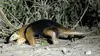 2021 • La faune sauvage du Pantanal : entre félins et tamanoirs