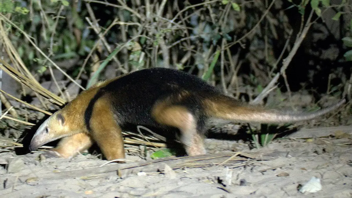 La faune sauvage du Pantanal : entre félins et tamanoirs