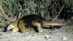 Visuel de La faune sauvage du Pantanal : entre félins et tamanoirs