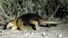 La faune sauvage du Pantanal : entre félins et tamanoirs (2021)