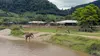 2022 • La femme qui murmurait à l'oreille des éléphants