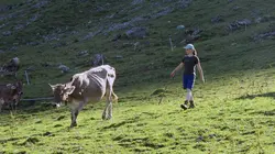 La fenaison en montagne, une tradition suisse