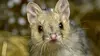 2021 • La ferme des chats marsupiaux : un refuge en Tasmanie