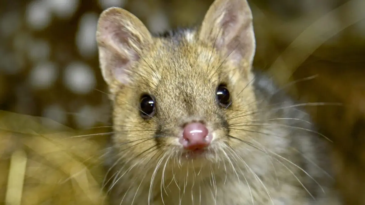 La ferme des chats marsupiaux : un refuge en Tasmanie