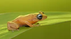 La fête de la grenouille