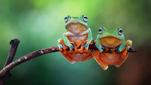La fête de la grenouille