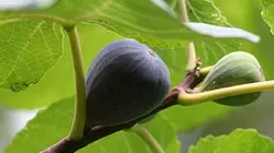 Visuel de La figue, fruit du paradis
