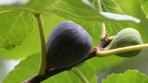 La figue, fruit du paradis