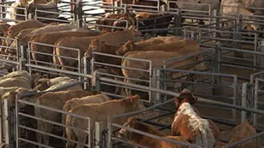 Replay du programme La fin de la souffrance animale ?