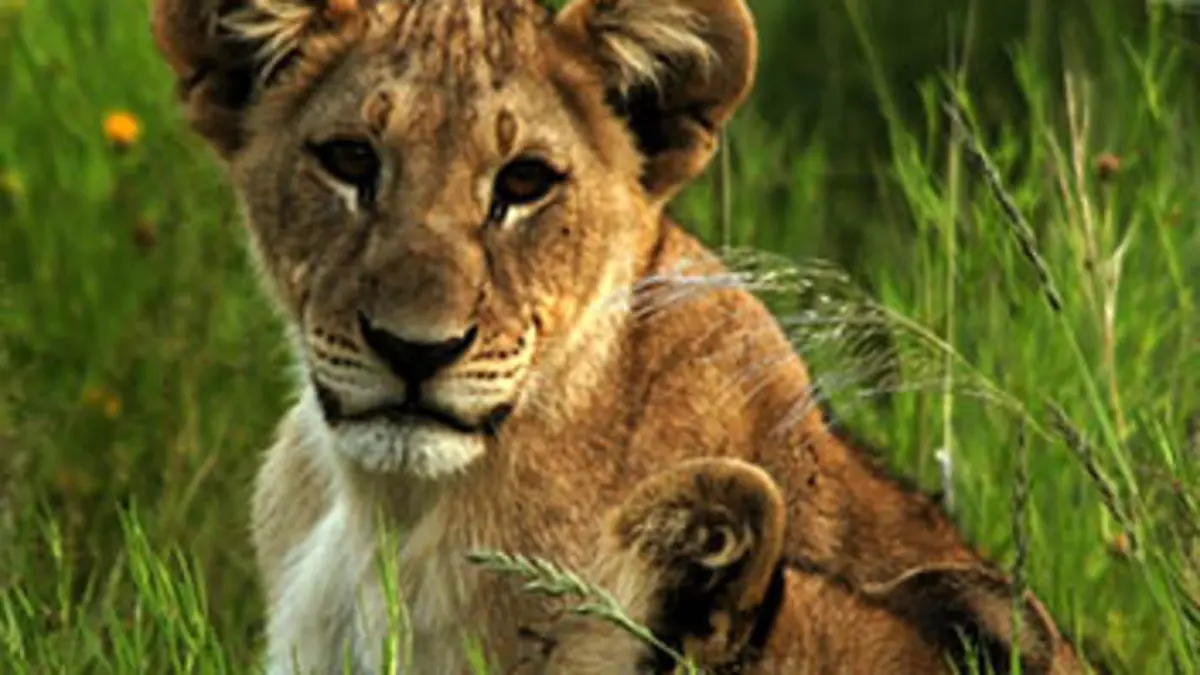 La fin des grands fauves Le lion : le déclin d'un roi ?