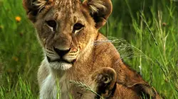 La fin des grands fauves